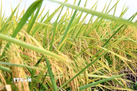 Giống lúa ST25. (Ảnh: Trung Hiếu/TTXVN)