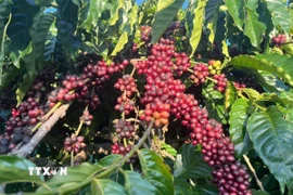 Giá càphê trong nước tuột mốc 100.000 đồng/kg. (Ảnh: Hồng Điệp/TTXVN)
