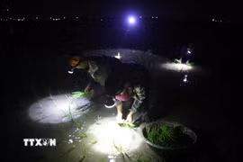 Từ 19-22h là khung thời gian cao điểm nông dân lựa chọn để ra ruộng cấy lúa do khí hậu mát mẻ, có gió nên nhiệt độ giảm mạnh, nước trên mặt ruộng đã nguội. (Ảnh: Xuân Tiến/TTXVN)
