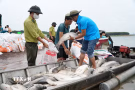 Sự cố cá chết hàng loạt trên hồ Trị An khiến người nuôi thiệt hại hàng tỷ đồng. (Ảnh: Lê Xuân/TTXVN)