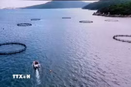 Nhiều mô hình nuôi biển sử dụng lồng bè nuôi hiện đại tại Khánh Hòa. Ảnh: Công Thử - TTXVN