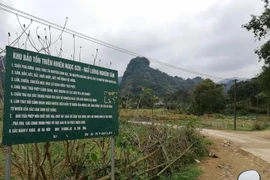 Phú Thọ: Thực hư thông tin hổ xuất hiện ở xã Ngọc Sơn