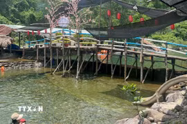 Con đập ngăn suối ở quán Dì Hường được ngăn bởi những tấm ván gỗ tràm cao 1m. (Ảnh: Văn Dũng/TTXVN)