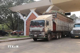 Những đoàn xe chở nông sản đầu tiên đã chính thức được thông quan sau 3 ngày chờ đợi. (Ảnh: Thanh Tân/TTXVN)