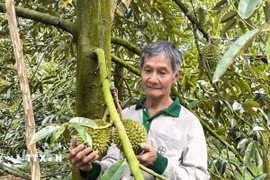Sản xuất sầu riêng cho trái nghịch vụ giúp tăng lợi nhuận gấp 2 lần. (Ảnh: Huỳnh Phúc Hậu/TTXVN)