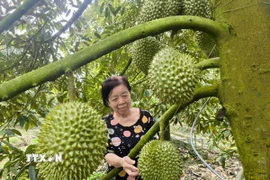 Cô Cao Thị Chiên, xã Tân Phú, tỉnh Vĩnh Long thăm vườn sầu riêng cho trái nghịch vụ sắp thu hoạch. (Ảnh: Huỳnh Phúc Hậu/TTXVN)