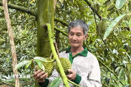 Sản xuất sầu riêng cho trái nghịch vụ giúp tăng lợi nhuận gấp 2 lần. (Ảnh: Huỳnh Phúc Hậu/TTXVN)