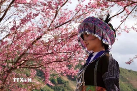 Những ngày này, du khách từ khắp nơi tìm về, tận mắt chiêm ngưỡng sắc hoa giữa đại ngàn. (Ảnh: Tuấn Anh/TTXVN)