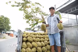 Nông dân Đồng Tháp vận chuyển sầu riêng đi tiêu thụ. (Ảnh: Công Trí/TTXVN)