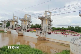 Cống Trà Sư sẽ được vận hành xả lũ vào lúc 10 giờ ngày 15/9/2025. (Ảnh: Công Mạo/TTXVN)