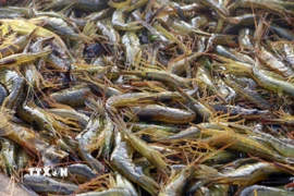 Tôm được đánh bắt ngoài khơi Betsukai, Hokkaido, Nhật Bản. (Ảnh: Kyodo/TTXVN)
