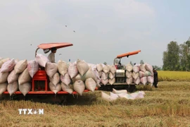 Nông dân thu hoạch lúa. (Ảnh: Công Mạo/TTXVN)