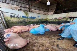 Ảnh minh họa. (Ảnh: TTXVN phát)