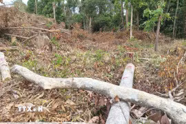 Khai thác rừng trái phép tại Gia Lai. (Ảnh: Hoài Nam/TTXVN)