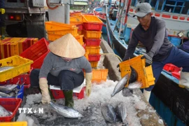 Ảnh minh họa. (Ảnh: Đinh Hương/TTXVN)