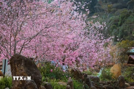 Mai anh đào nở rộ tại khu du lịch hồ Đam Bri, xã Măng Đen. (Ảnh: Dư Toán/TTXVN)