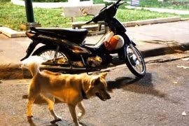 Ba người dân tại Lâm Đồng bị chó mắc bệnh dại cắn