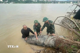 Lực lượng chức năng đo kích thước 2 quả bom. (Ảnh: TTXVN phát)