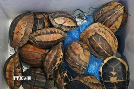 15 cá thể rùa hộp trán vàng miền Bắc, loài động vật thuộc danh mục nguy cấp, quý, hiếm được ưu tiên bảo vệ theo quy định của pháp luật. (Ảnh: TTXVN phát)