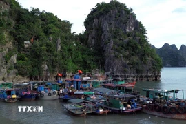 Các tàu đánh bắt hải sản tránh trú bão. (Ảnh: Đức Hiếu/TTXVN)