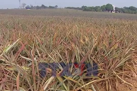 Hàng trăm ha dứa chết hàng loạt, nông dân nguy cơ mất trắng.