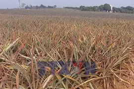Hàng trăm ha dứa chết hàng loạt, nông dân nguy cơ mất trắng.