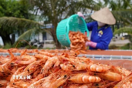 Các hộ dân chế biến khô ở Cà Mau đang tăng tốc sản xuất để kịp cung ứng đặc sản phục vụ nhu cầu tiêu dùng và quà biếu dịp cuối năm. (Ảnh: Huỳnh Anh/TTXVN)