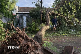Một cây xanh bung gốc sau bão. (Ảnh: Tường Quân/TTXVN)