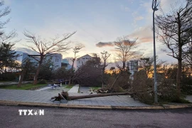 Gió mạnh khiến cây xanh và trụ điện ngã đổ hàng loạt ở Gia Lai (Ảnh: Sỹ Thắng/TTXVN)