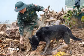 Bộ Chỉ huy quân sự tỉnh Lai Châu huy động chó nghiệp vụ đến hiện trường tìm kiếm nạn nhân. (Ảnh: Nguyễn Oanh/TTXVN)