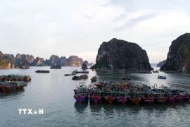 Các tàu đánh bắt hải sản tránh trú bão tại khu vực biển phường Hồng Gai, tỉnh Quảng Ninh. (Ảnh: Đức Hiếu/TTXVN)