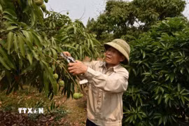 Ông Vũ Đức Nhuận ở thôn Thiệu Mỹ, xã Hà Đông, thành phố Hải Phòng chăm sóc vườn vải. (Ảnh: Mạnh Minh/TTXVN)