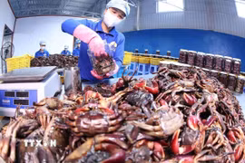 Đóng gói sản phẩm ba khía ở Cà Mau. (Ảnh: Vũ Sinh/TTXVN)