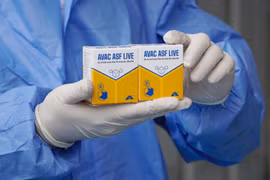 Vaccine dịch tả lợn châu Phi AVAC ASF LIVE. (Nguồn: AVAC)