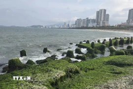 Một góc bên bờ vịnh Nha Trang. (Ảnh Đặng Tuấn/TTXVN)