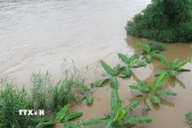 Ảnh minh họa. (Ảnh: Hương Thu/TTXVN)