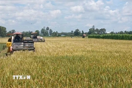 (Ảnh: TTXVN phát)