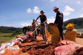 Các lực lượng bổ sung hàng trăm bao đất để gia cố phần thân đập bị nứt, sụt lún, có nguy cơ vỡ bất cứ lúc nào. (Ảnh: Nguyễn Dũng/TTXVN)
