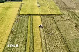 Thu hoạch trên cánh đồng lúa chín vàng tại An Giang. (Ảnh: Thanh Sang/TTXVN)