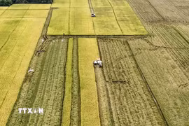 Thu hoạch trên cánh đồng lúa chín vàng tại Đồng bằng sông Cửu Long. (Ảnh: Thanh Sang/TTXVN)