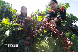Thu hoạch càphê ở tỉnh Đắk Lắk. (Ảnh: Vũ Sinh/TTXVN)