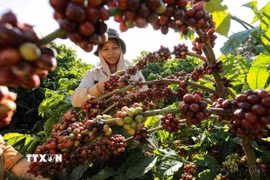Thu hoạch càphê. (Ảnh: Vũ Sinh/TTXVN)