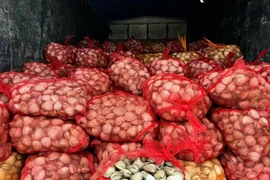 Đội Quản lý thị trường số 1 (Chi cục Quản lý thị trường tỉnh Quảng Ninh) kiểm tra và thu giữ 9,1 tấn ngao được đóng trong các túi lưới không rõ nguồn gốc xuất xứ trên địa bàn thành phố Móng Cái. (Ảnh: TTXVN phát)