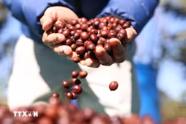 Doanh nghiệp Việt Nam quảng bá càphê