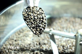 Giá càphê giảm. (Ảnh: Hoài Thu/TTXVN)