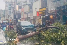 Hiện trường một vụ cây xanh ngã, đổ tại Thành phố Hồ Chí Minh. (Ảnh: Linh Sơn/TTXVN phát)