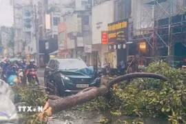 Hiện trường một vụ cây xanh ngã, đổ tại Thành phố Hồ Chí Minh. (Ảnh: Linh Sơn/TTXVN phát)