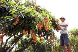 Thu hoạch vải chính vụ. (Ảnh: Vũ Sinh/TTXVN)