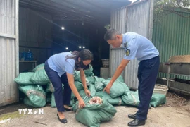 Lực lượng chức năng thu giữ gần 8 tấn chân gà không rõ nguồn gốc tại thành phố Móng Cái. (Ảnh: TTXVN phát)