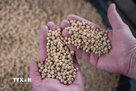 Ảnh minh họa. (Ảnh: AFP/TTXVN)